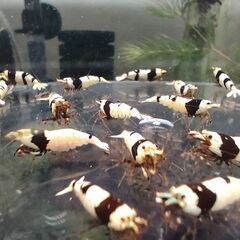 ブラックビーシュリンプ　おまけ込み12匹セットの画像