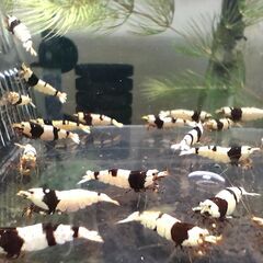 ブラックビーシュリンプ　おまけ込み12匹セットの画像