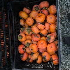 次郎柿　訳あり　の画像