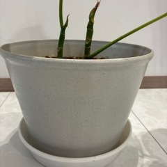 ウンベラータ　鉢付きの画像