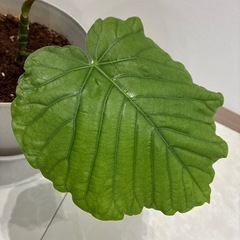 ウンベラータ　鉢付きの画像