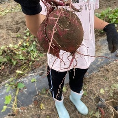 さつまいも　3kg  紅はるか　の画像