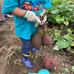 さつまいも　3kg  紅はるか　の画像