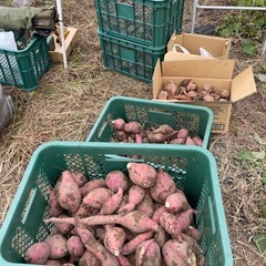 さつまいも　3kg  紅はるか　の画像