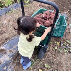 さつまいも　3kg  紅はるか　の画像