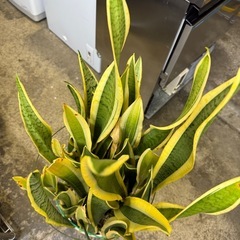 万代店　植物　観葉植物　インテリアの画像