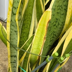 万代店　植物　観葉植物　インテリアの画像