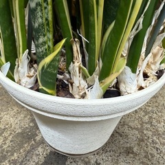 万代店　植物　観葉植物　インテリアの画像