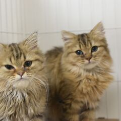 11/8(土) 25頭譲渡会。5ヶ月ペルシャ♂兄弟【里親募集】