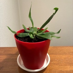 コウモリランの画像