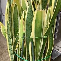 万代店　植物　観葉植物　インテリアの画像