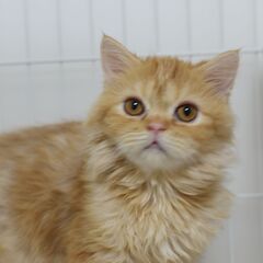 11/8(土) 25頭譲渡会。5ヶ月ラガマフィン♂【里親募集】