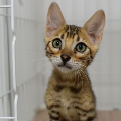 11/8(土) 25頭譲渡会。2ヶ月ベンガル♂【里親募集】