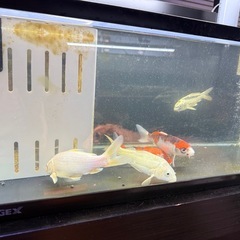 錦鯉　ニシキゴイの画像