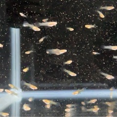 RREAモスコーピンク 稚魚 10匹の画像