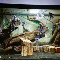 熱帯魚飼育セットの画像