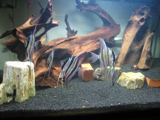 値下げしました　熱帯魚飼育セット