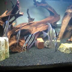 熱帯魚飼育セットの画像