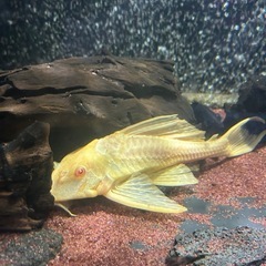 アルビノセルフィンプレコの画像