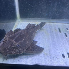 セルフィンプレコの画像