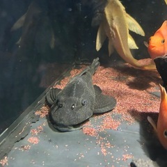 セルフィンプレコの画像