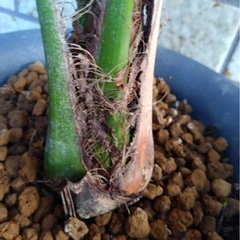 ヤシの木の画像