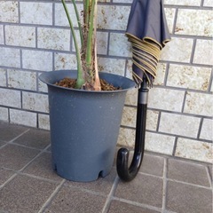 ヤシの木の画像