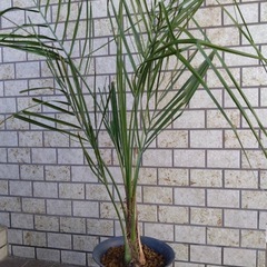 ヤシの木の画像