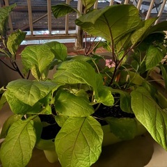 植木（ナスｘ２とピーマンｘ２）付き鉢取り引き中
の画像