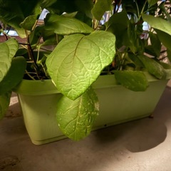 植木（ナスｘ２とピーマンｘ２）付き鉢取り引き中
の画像