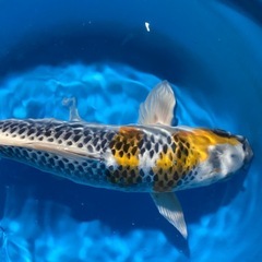 錦鯉自家産　孔雀　3才　40センチの画像