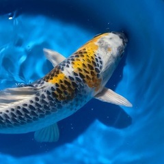 錦鯉自家産　孔雀　3才　40センチの画像