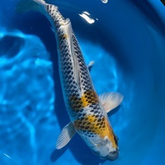 錦鯉自家産　孔雀　3才　40センチの画像