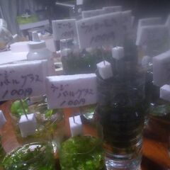 ボトル入り水草色々20ボトル品出ししました。の画像