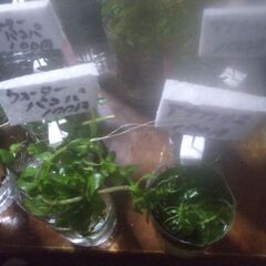 ボトル入り水草色々20ボトル品出ししました。の画像