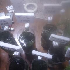 ボトル入り水草色々20ボトル品出ししました。の画像