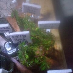 ボトル入り水草色々20ボトル品出ししました。の画像