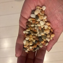 【余ったので！】玉砂利赤フリージア約5.2キロの画像