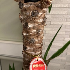 お取引き中　観葉植物　ユッカ　青年の木の画像