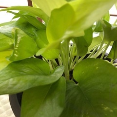 この観葉植物は植木鉢と一緒に誰でも購入できます。の画像