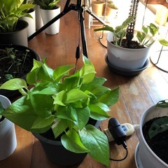 この観葉植物は植木鉢と一緒に誰でも購入できます。の画像