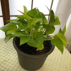 この観葉植物は植木鉢と一緒に誰でも購入できます。の画像