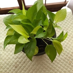 この観葉植物は植木鉢と一緒に誰でも購入できます。の画像