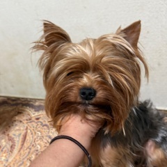 ヨークシャーテリア 2歳 雄