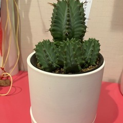 フルティコウサ※サボテンではありませんの画像
