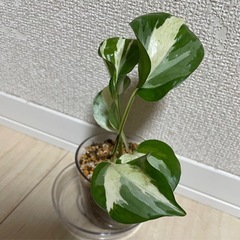 ポトス　ステータスの画像