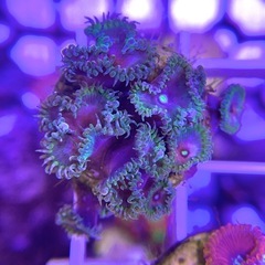 USAマメお売り致しますの画像