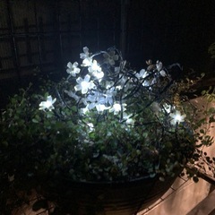 ソーラー・イルミネーションライトの画像