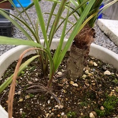 コルジリネ（ニオイシュロラン）の画像