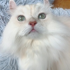 【チョッパー】爆音ゴロゴロボーイ